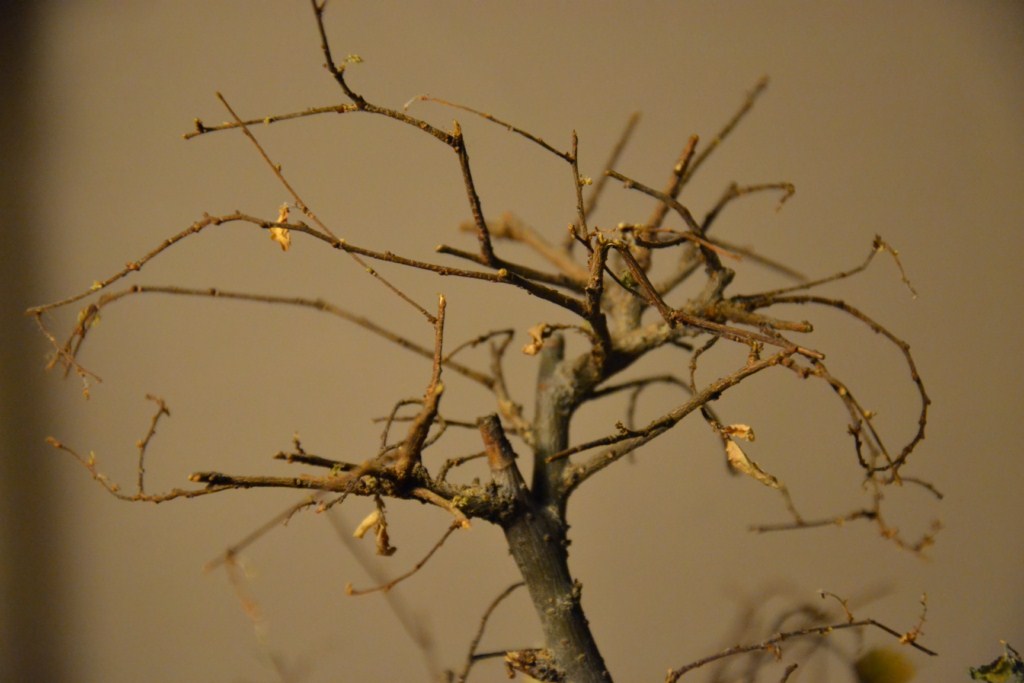 DSC_0281 (Kopiowanie).JPG