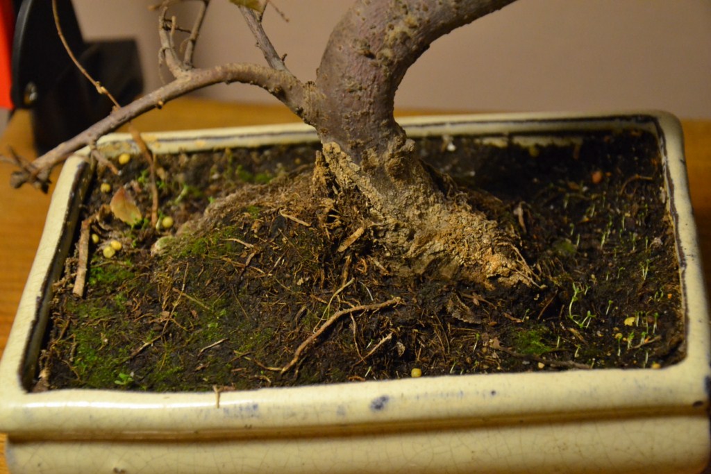 DSC_0283 (Kopiowanie).JPG