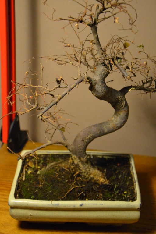 DSC_0284 (Kopiowanie).JPG