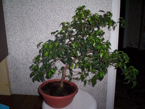 Jest to drzewko ktĂłre znajduje siĂŞ u mnie od czterech lat. Narazie prowadzone w sposĂłb naturalny czyli lekka redukcja liÂści i podcinanie suchych pĂŞdĂłw. Zamierzam zredukowaĂŚ troche wiecej liÂści po to aby uwidoczniĂŚ dosycĂŚ ciekawy ukÂład gaÂłĂŞzi i nadaĂŚ mu pr