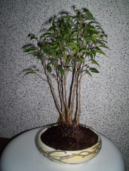 MÂłody fikus. PrzesadziÂłem go do takiej doniczki poniewaÂż ciekawiej sie prezentuje. Mam nadzieje Âże za pare lat bĂŞdzie to wyglÂądaÂło ciekawiej coÂś w stylu nasadzenia grupowego i bĂŞdzie moÂżna nazwaĂŚ "bonsai".
