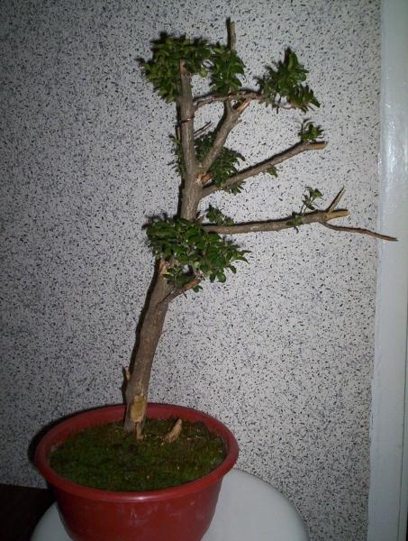 Jest to bukszpan wykopany z mojej dziaÂłki. DÂługi czas rĂłsÂł w gruncie po to aby pieniek nabraÂł troche gruboÂści. Niedawno dorzuciÂłem do niego mech ktĂłry znalazÂłem na dziaÂłce na kamieniu. PoukÂładaÂłem do okoÂła drzewka i dosyĂŚ obficie podlaÂłem. Mam nadzieje Âże