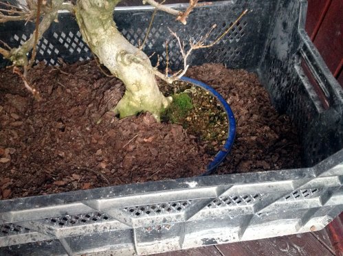 podczas przesypywania drobną korą, 10cm pod donicą, 10-15 cm kory nad donicą.