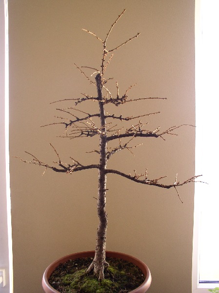 marzec 2005
<br />wysokoÂśĂŚ do samego czubka - 70cm