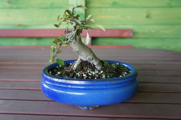 04.2012r. prawie 1,5 miesiąca po przesadzeniu