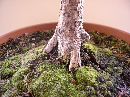 Ciekawe, aczkolwiek wymagajÂące poprawy, nebari. ÂŁadna faktura kory.