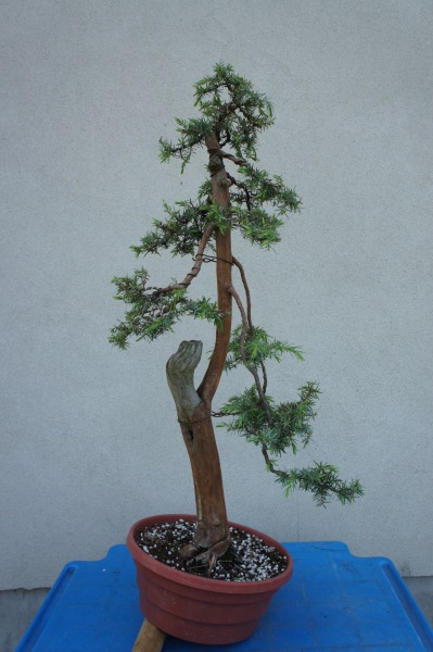 Jałowiec 1. Najniższe gałęzie zostaną skrócone, ale czekam by przybrały na obwodzie