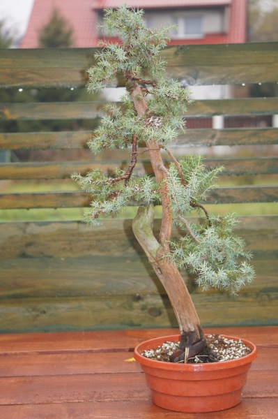 Jałowiec 1 ostatnie zdjęcie- 10.2013