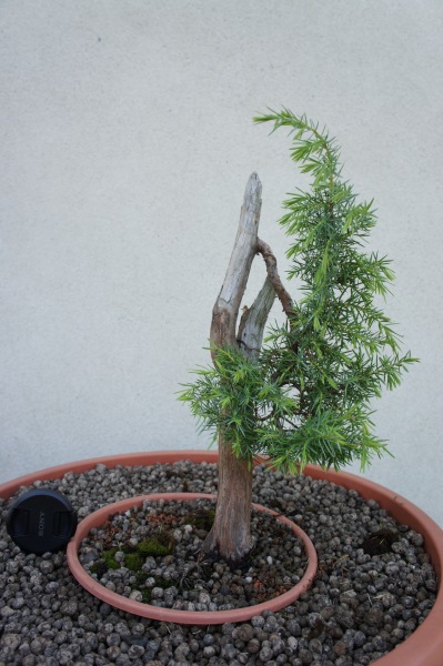 Jałowiec 2 teraz ma tylko rosnąć.