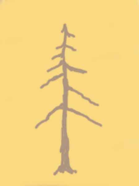 larix_03_2005a copy.jpg