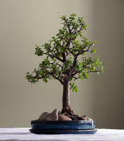 A oto moje drzewko, też nieco wyłysiałe, bo zdjęcie z lutego ub. roku, a przez zimę zawsze trochę listków spadnie.