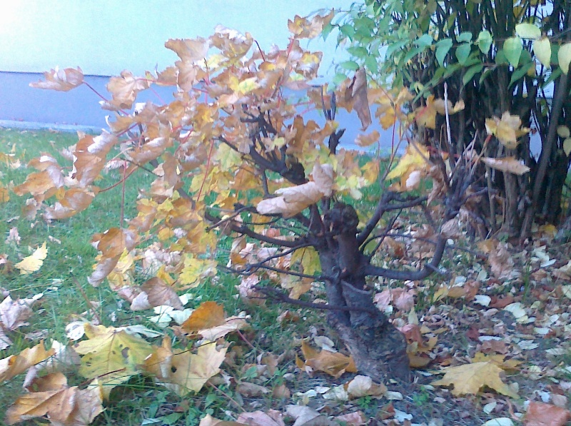 jeszcze z resztką liści