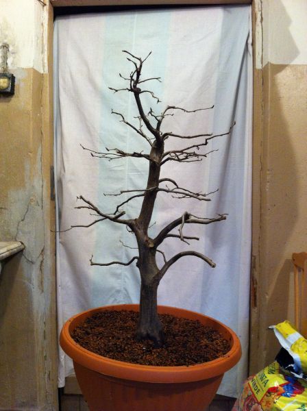 wstępne przycięcie i selekcja gałązek