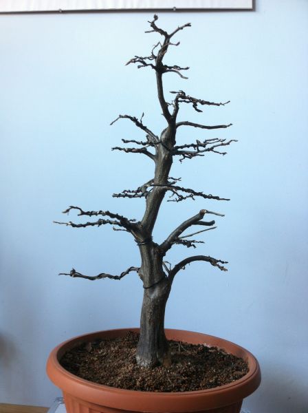 po przycięciu i pierwszym wstepnym skorygowaniu drutem