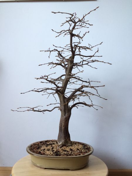 zdjecie z tego roku po posadzeniu na wiosne do donicy ceramicznej