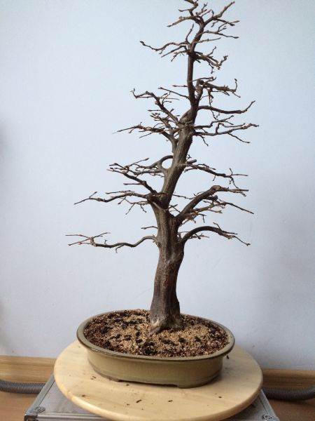 po selekcji zeszłorocznych przyrostow