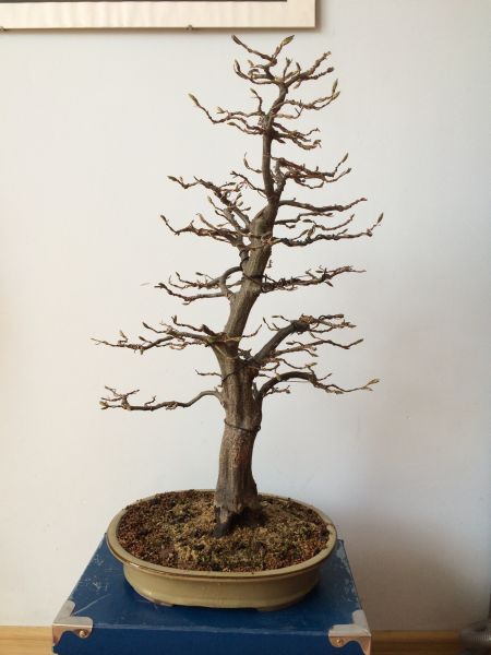 zdjęcie na dzis po nalożeniu drutu