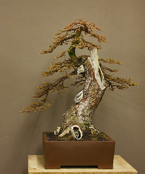 larix_43.jpg