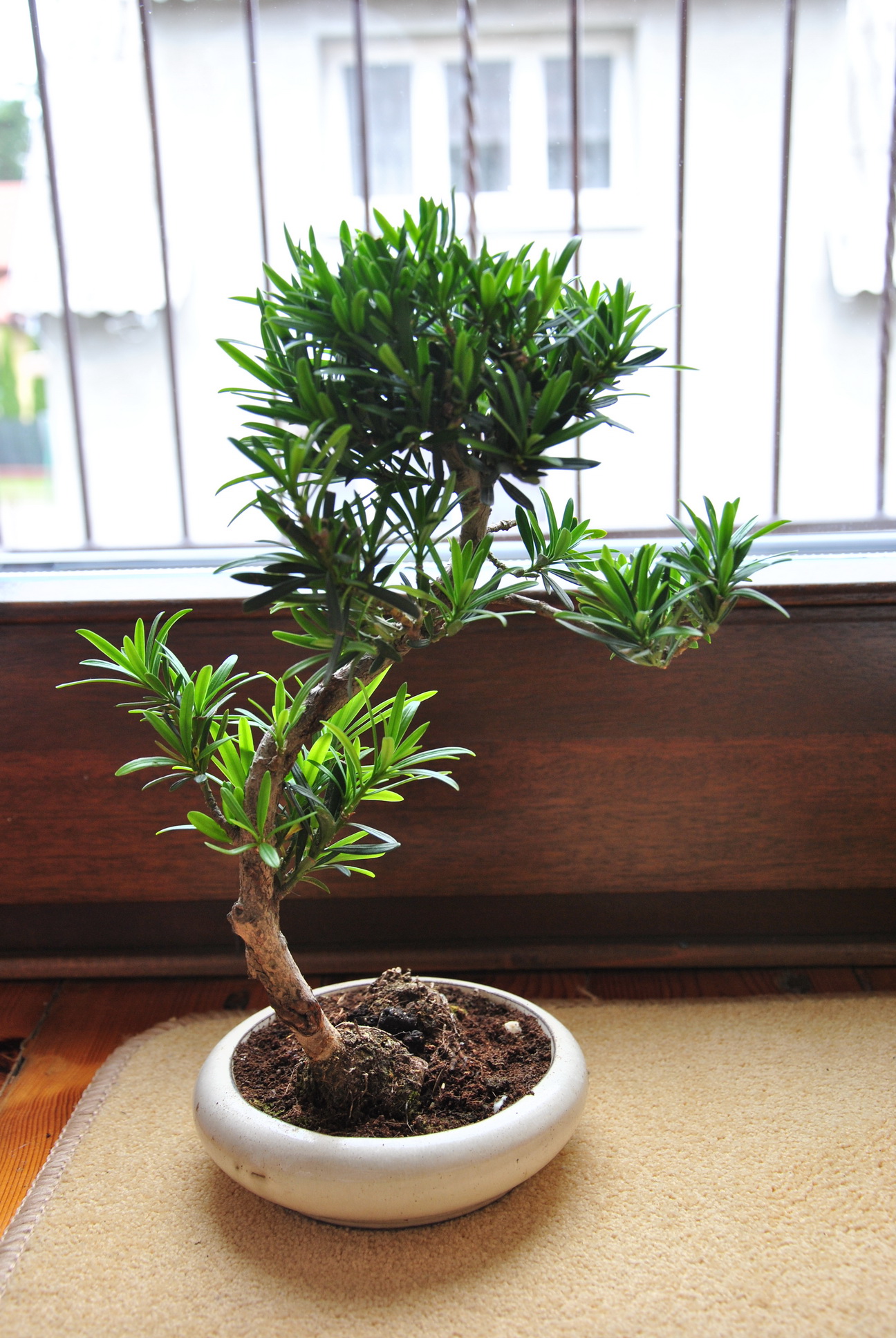 podocarpus - widok całości #1