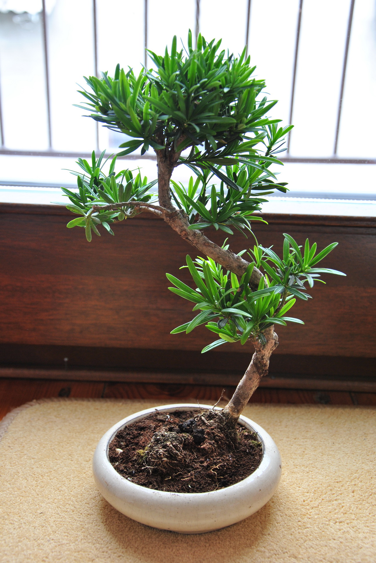 podocarpus - widok całości #2