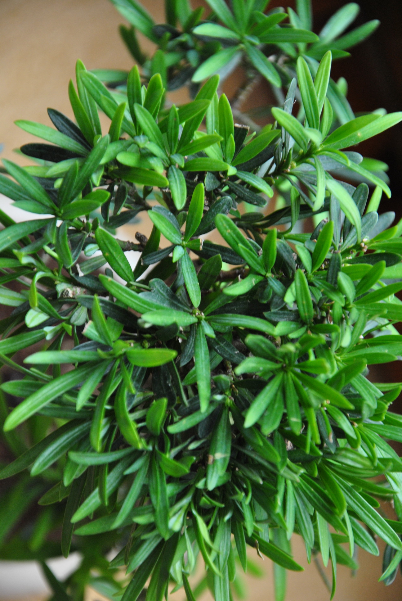 podocarpus - widok z góry - widać jaśniejsze i ciemniejsze igły