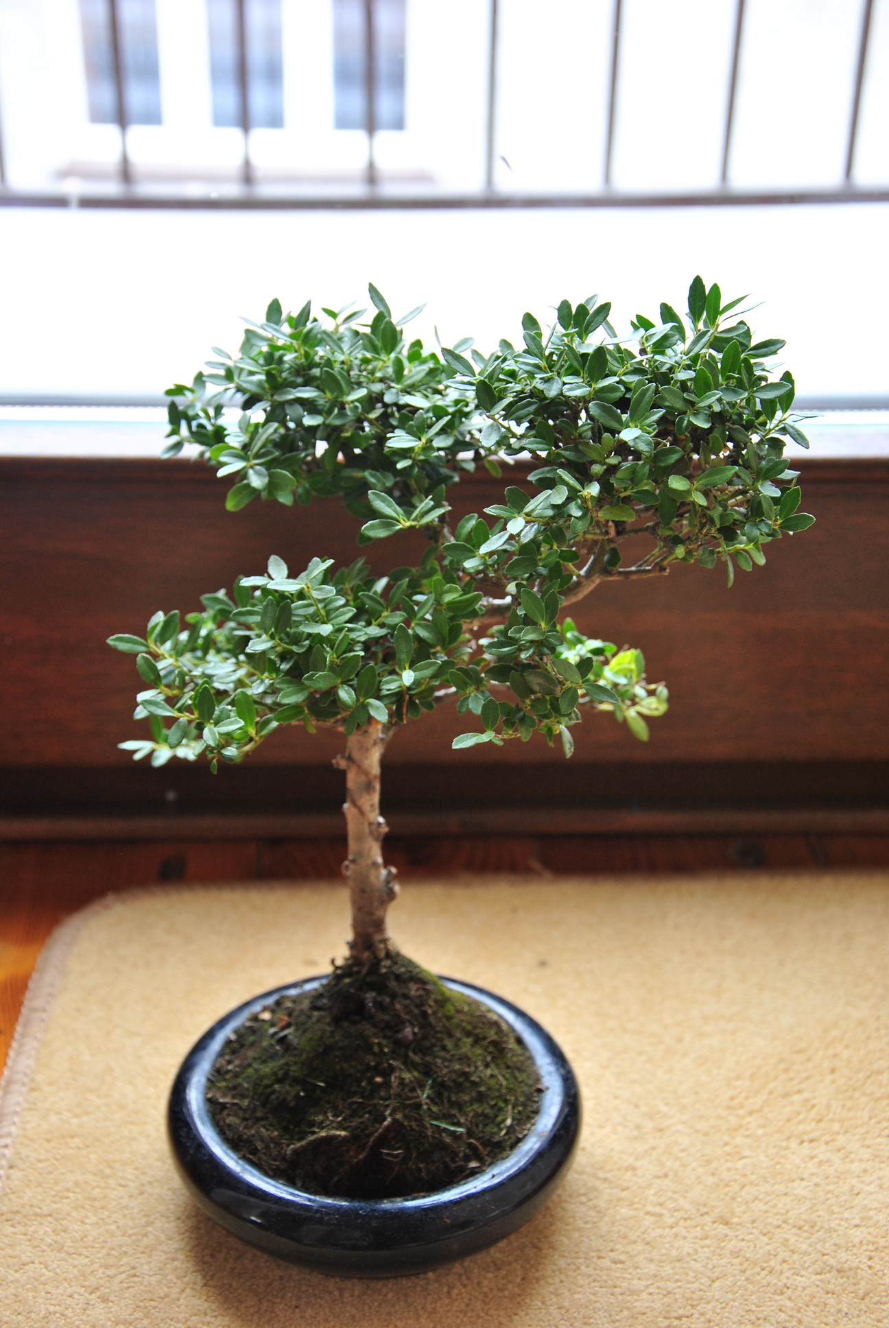 ostrokrzew - widok #1