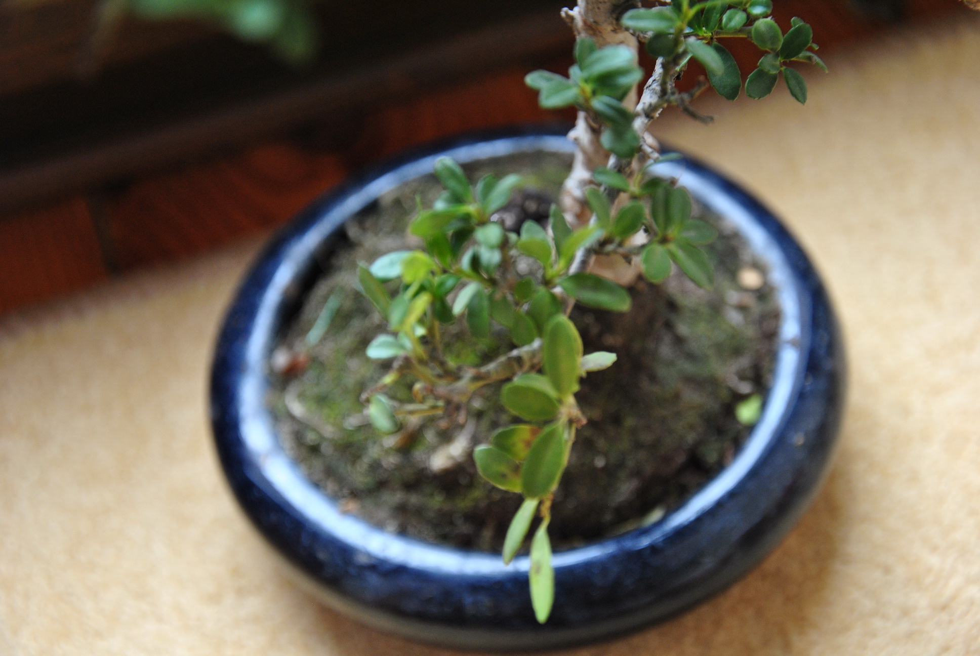 ostrokrzew - żółte listki z brązowymi plamkami