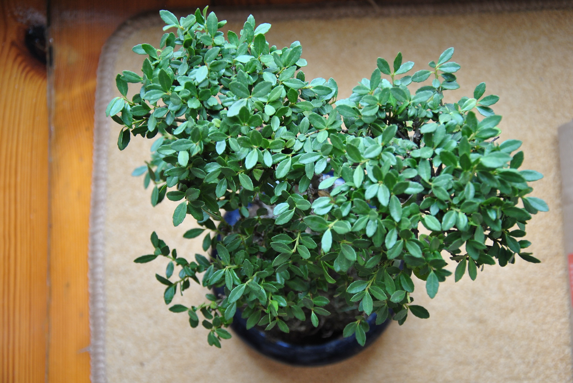 ostrokrzew - widok z góry