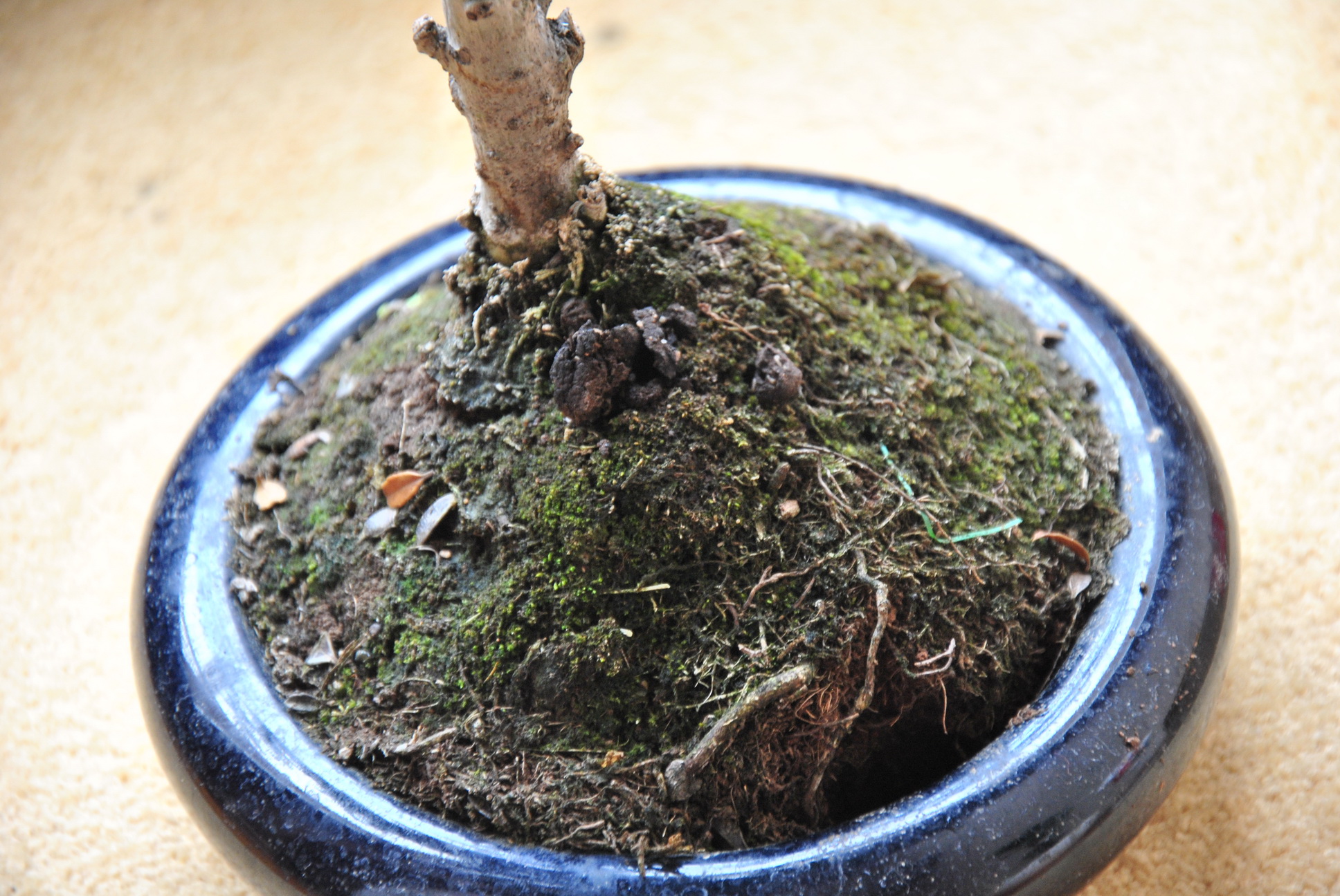 ostrokrzew - widok zbitej ziemi