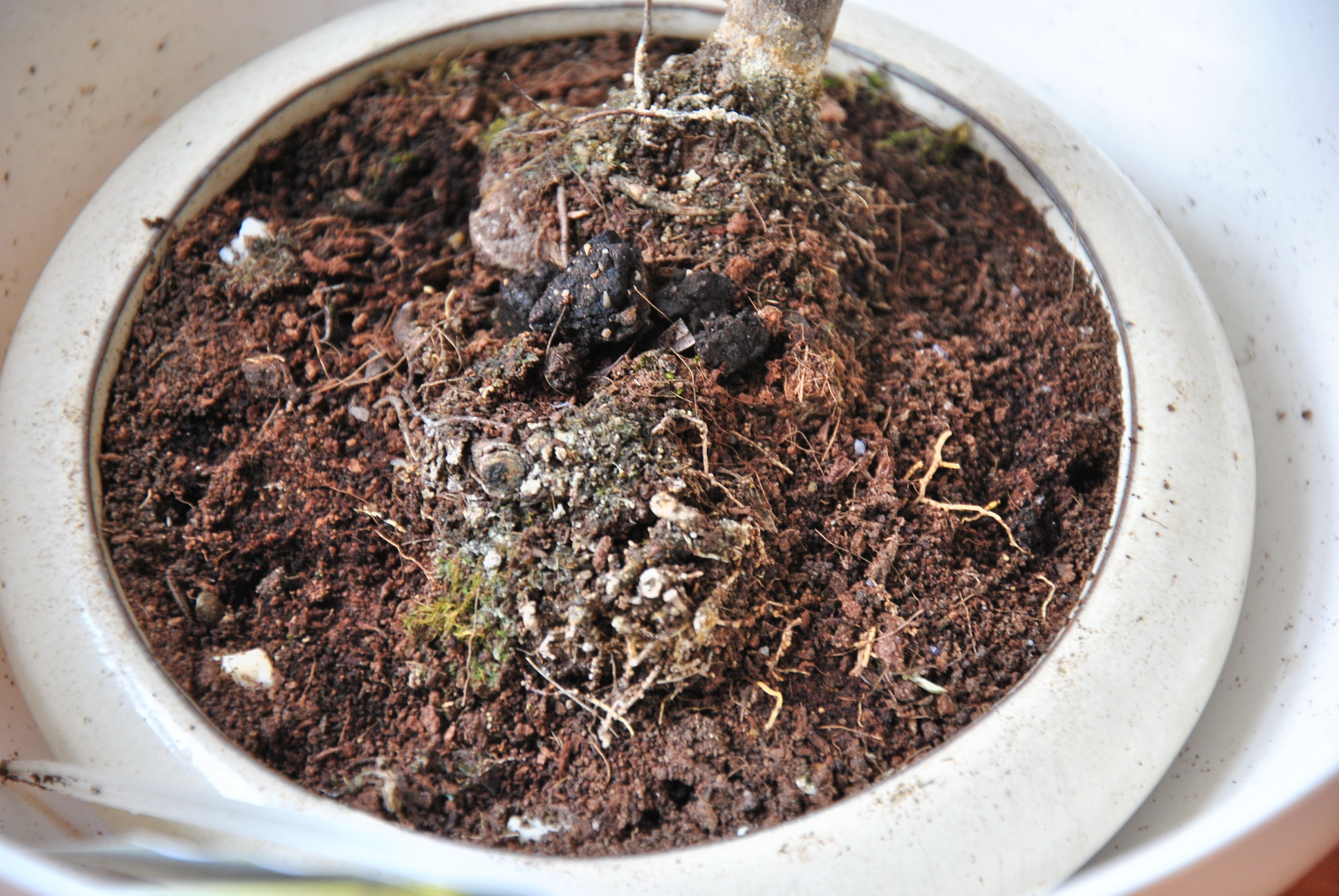 podocarpus - widok korzeni