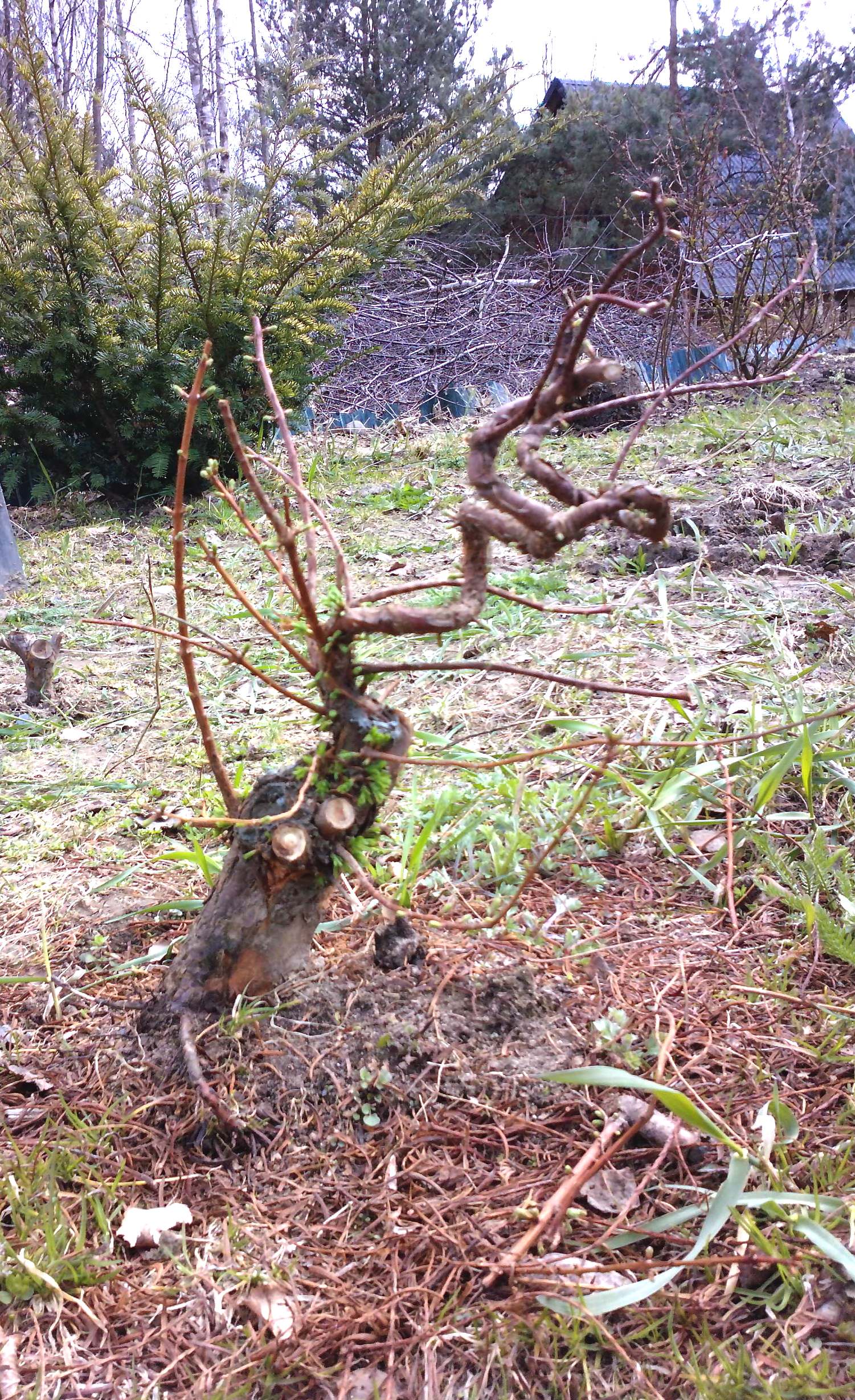 Metasekwoja chińska po 4 latach w gruncie