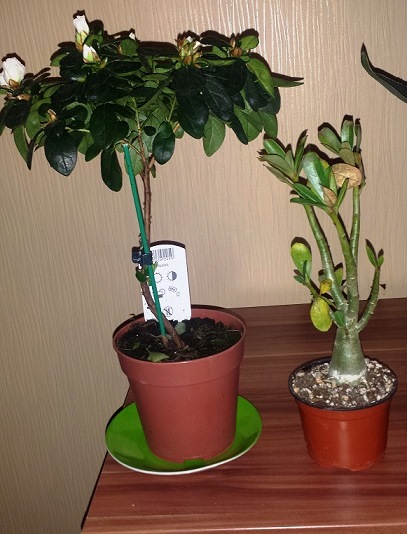 20141116_181001 (1).jpg