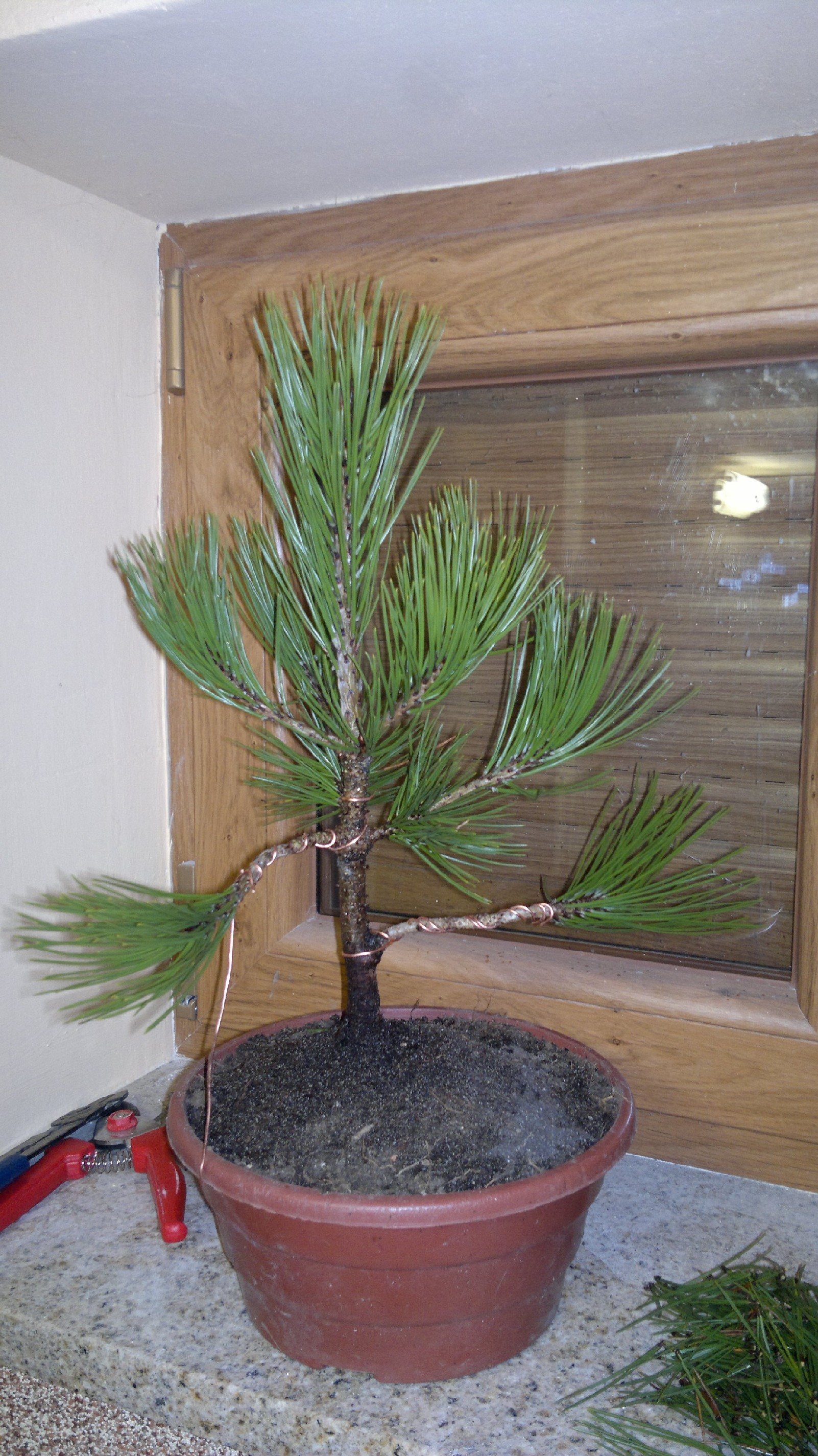 W trakcie formowania