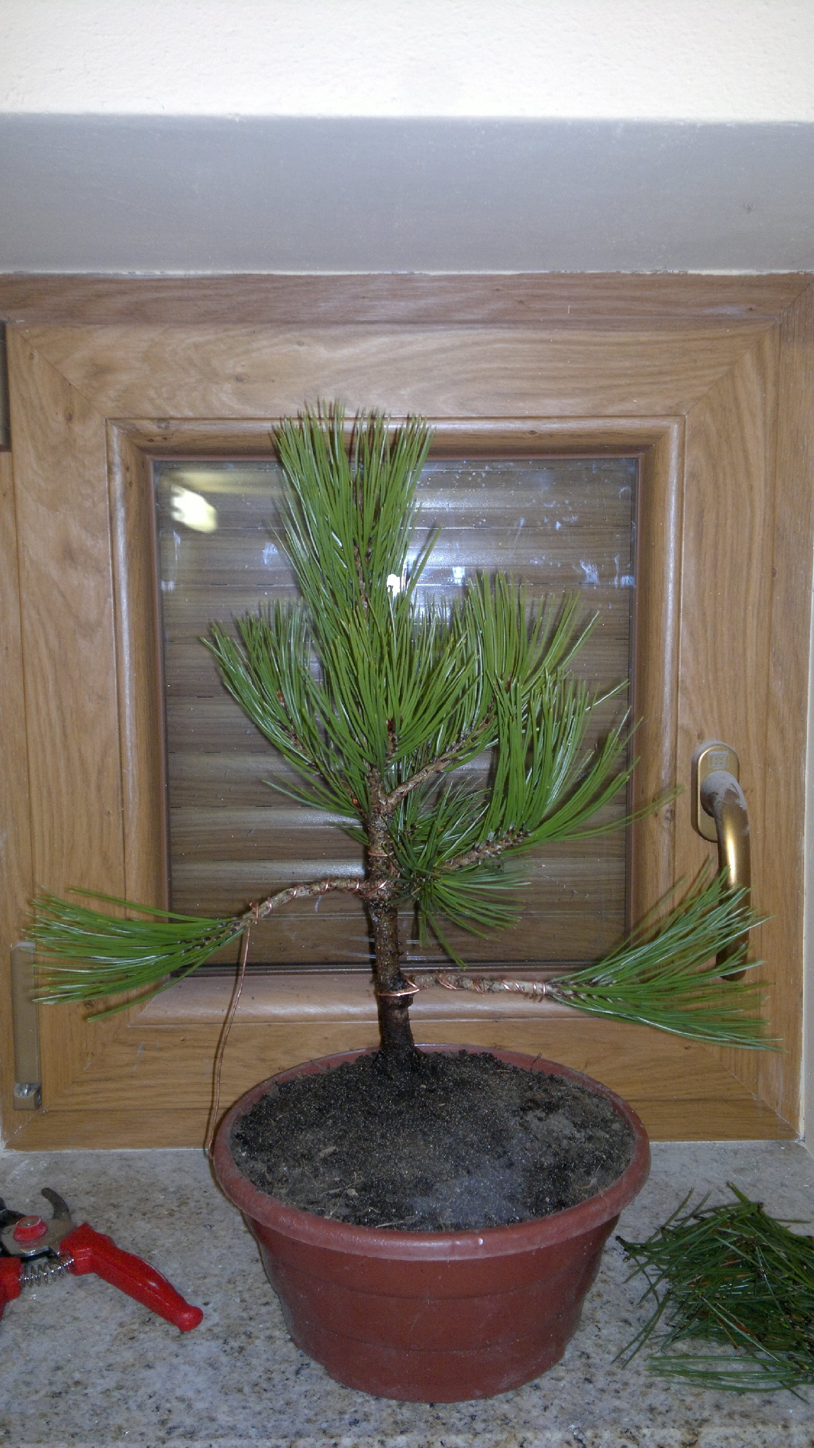 W trakcie formowania