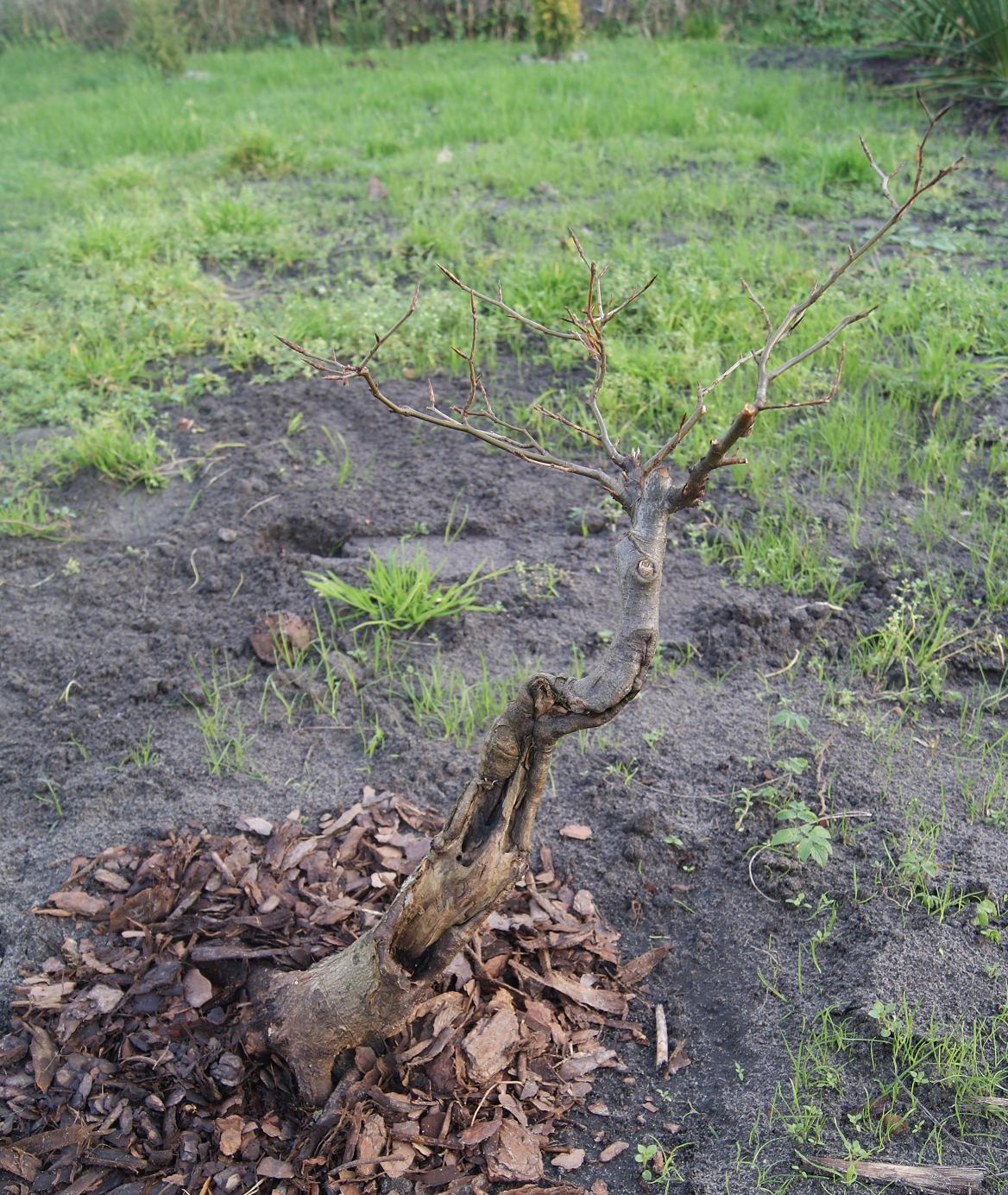 w rzeczywistości drzewko wydaje się bardziej pochylone co z resztą widać na ostatnim zdjęciu