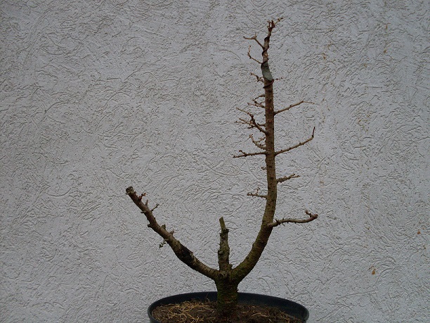 Po zmarnowaniu przyrostów