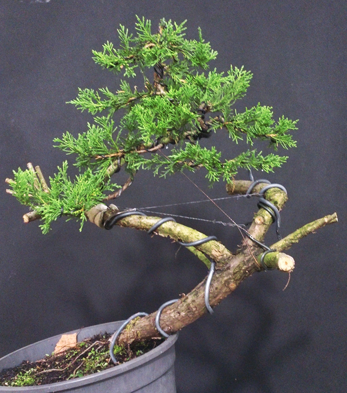 chinensis juniper.jpg