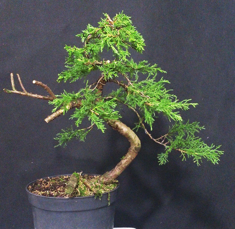 jalowiec wirginijski.jpg