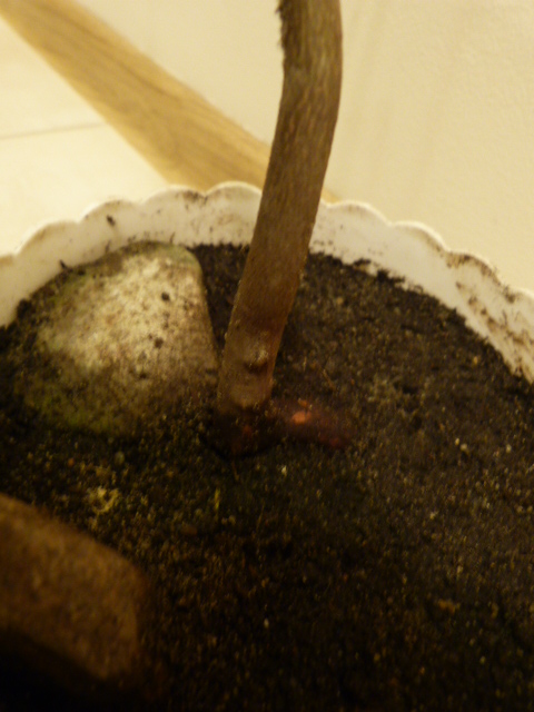 Ciekawy korzeń klonu w kształcie litery L. Słabo go widać.