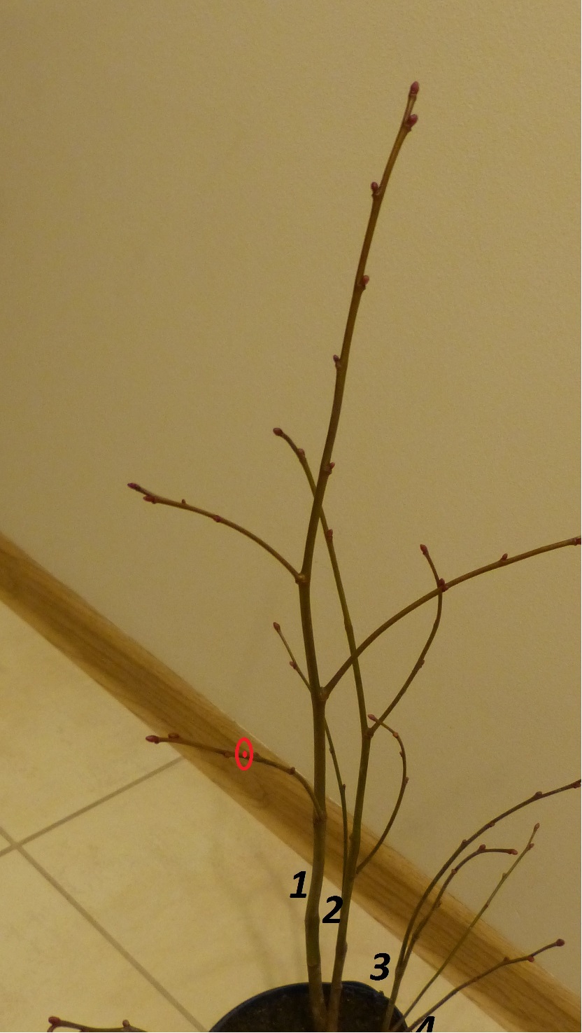 kora jest nie naruszona, ale w środku jest przerwane.