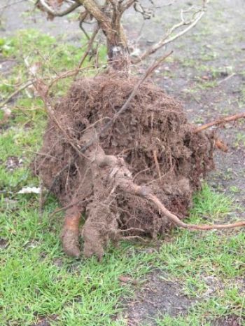 korzeĂą palowy.jpg