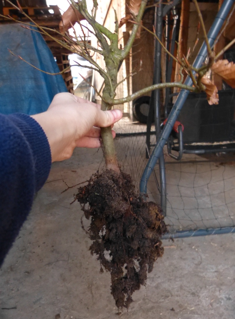 tak podciąłem korzenie