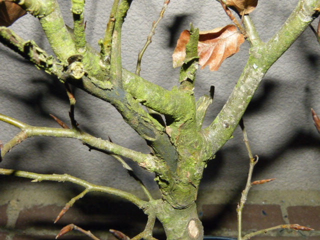 Skręcenia w gałęziach. Ładne obie gałęzie i mi ich szkoda.