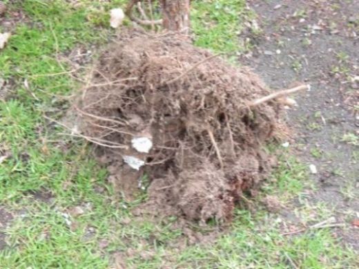 po przyciĂŞciu.jpg