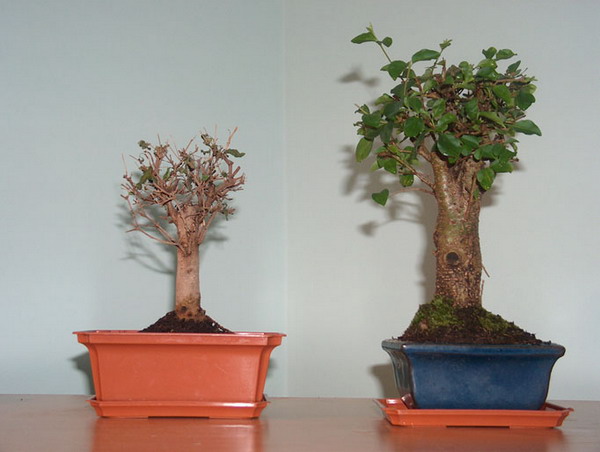 bonsai.jpg
