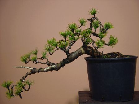 Formowane najprawdopodobnie przez P. Marka GajdĂŞ