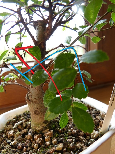 Dziwnie przycinane gałązki