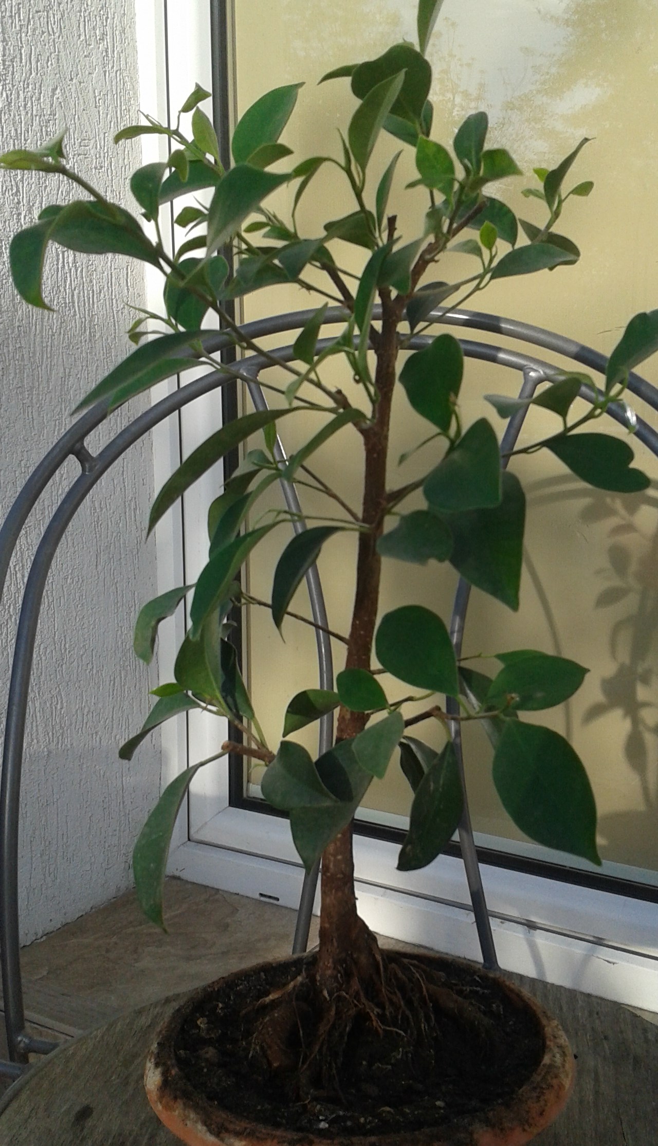 Ukorzeniona gałązka z powyższego fikusa