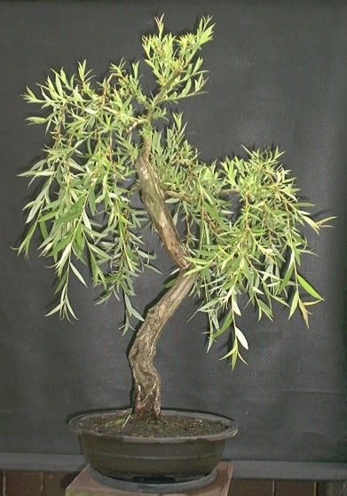 kleine Trauerweide 2 kl.jpg