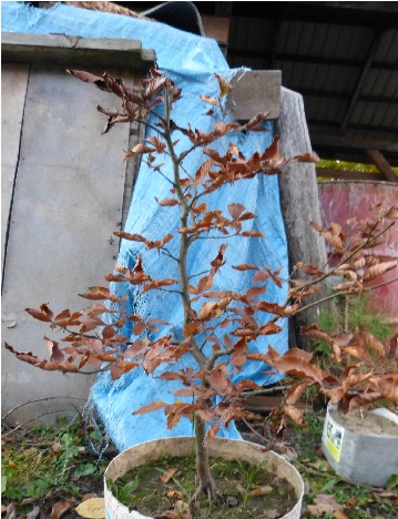 Może pożądnie zmniejszyć koronę? DOKĄD?